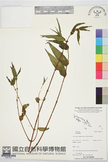 登錄號:BS07344藏品圖，第1張