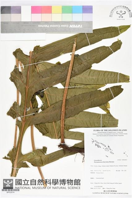 登錄號:BP02874藏品圖，第1張