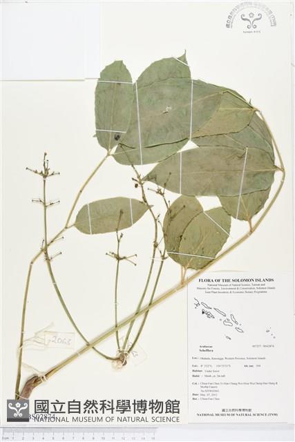 登錄號:BS02874藏品圖，第1張