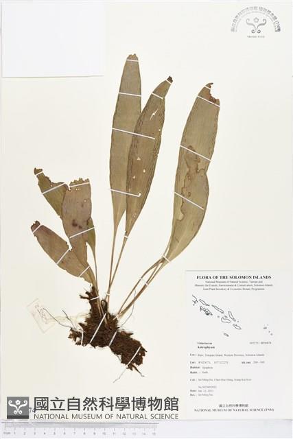 登錄號:BP00874藏品圖，第1張