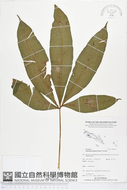 登錄號:BP01874藏品圖，第1張