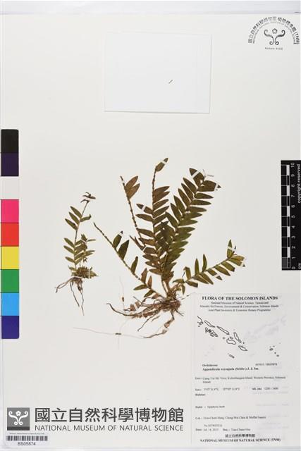 登錄號:BS05874藏品圖，第1張