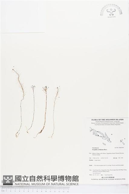 登錄號:BS03874藏品圖，第1張