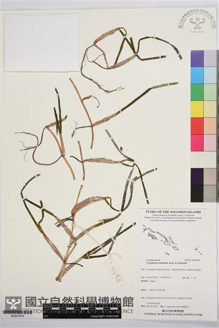 圓葉水絲草藏品圖，第1張