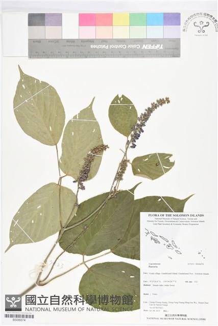 登錄號:BS06074藏品圖，第1張