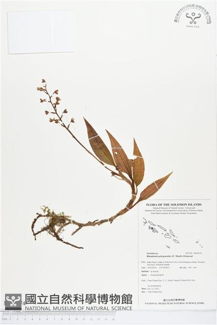 登錄號:BS02074藏品圖，第1張