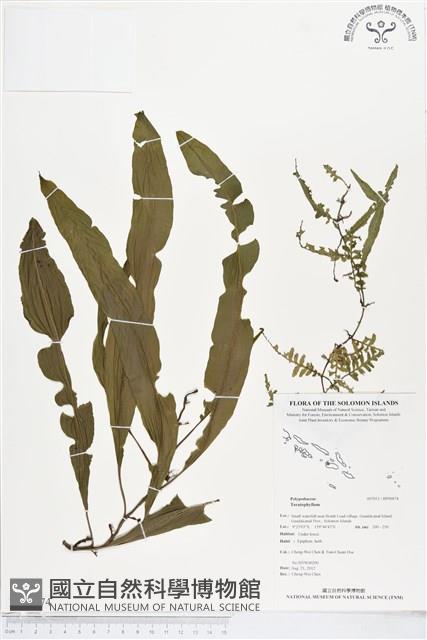 登錄號:BP00074藏品圖，第1張