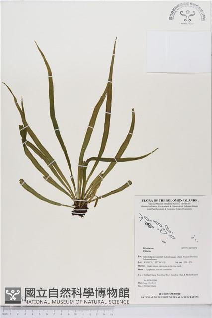 登錄號:BP01074藏品圖，第1張