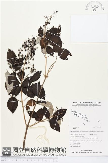 登錄號:BS03074藏品圖，第1張