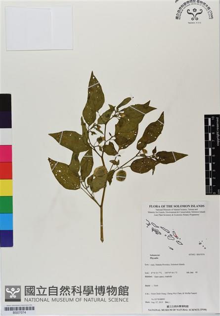 登錄號:BS07074藏品圖，第1張