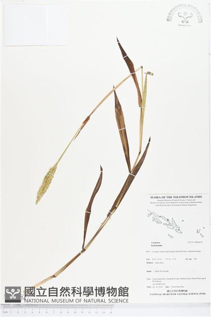 登錄號:BS04674藏品圖，第1張