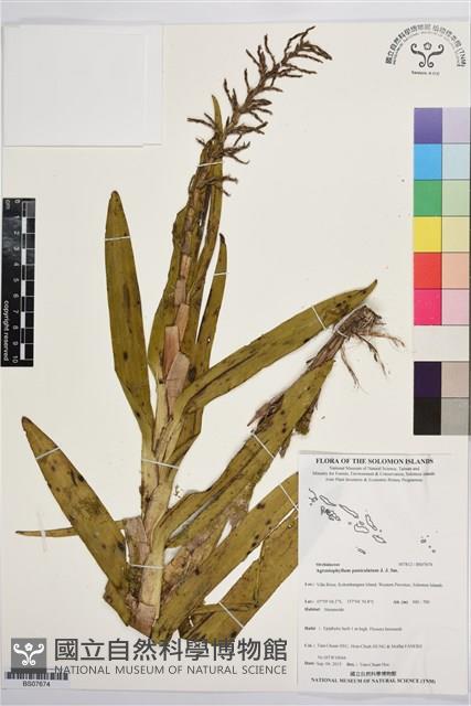 登錄號:BS07674藏品圖，第1張