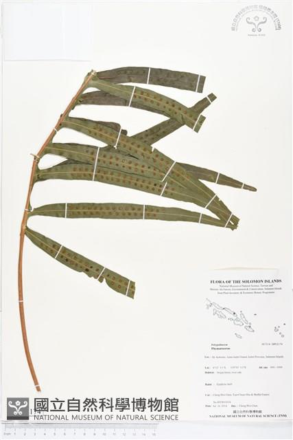 登錄號:BP02174藏品圖，第1張