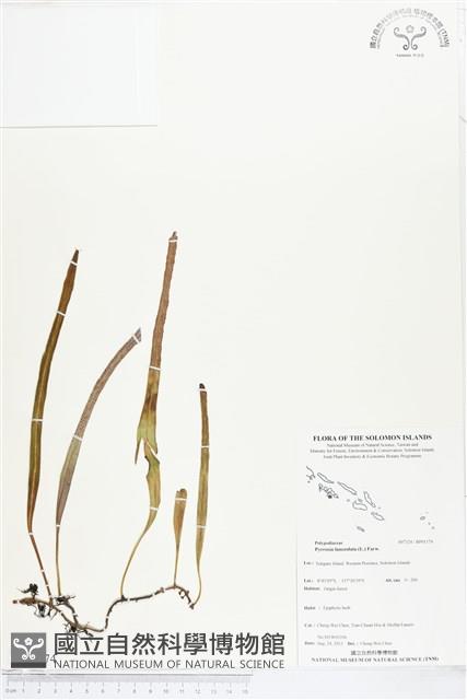 抱樹石葦藏品圖，第1張