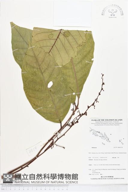 登錄號:BS05174藏品圖，第1張