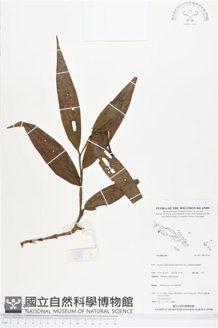 登錄號:BS04174藏品圖，第1張