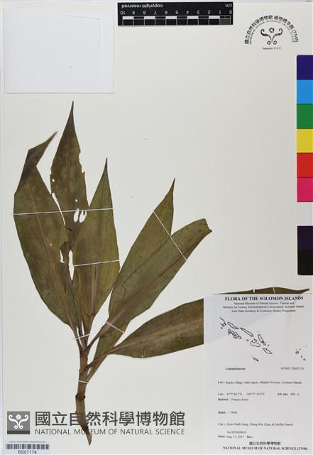 登錄號:BS07174藏品圖，第1張