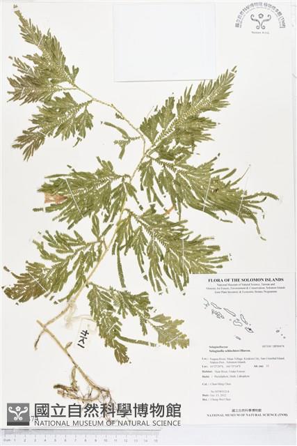 登錄號:BP00474藏品圖，第1張