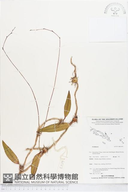 登錄號:BS05474藏品圖，第1張