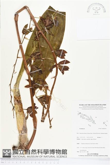 登錄號:BS04474藏品圖，第1張