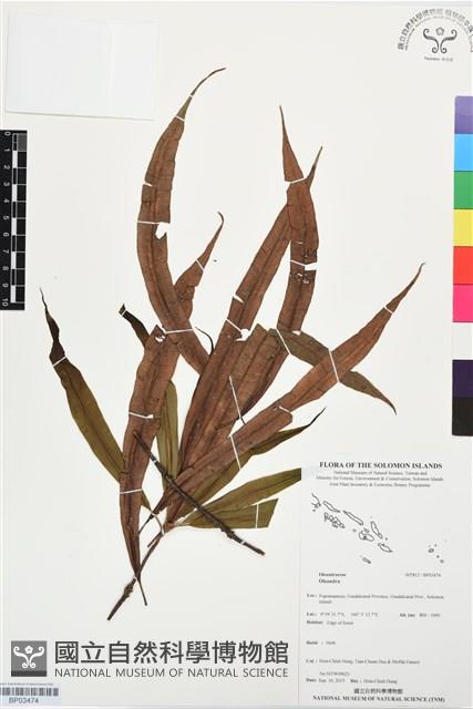 登錄號:BP03474藏品圖，第1張