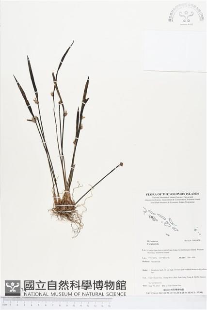 登錄號:BS03474藏品圖，第1張