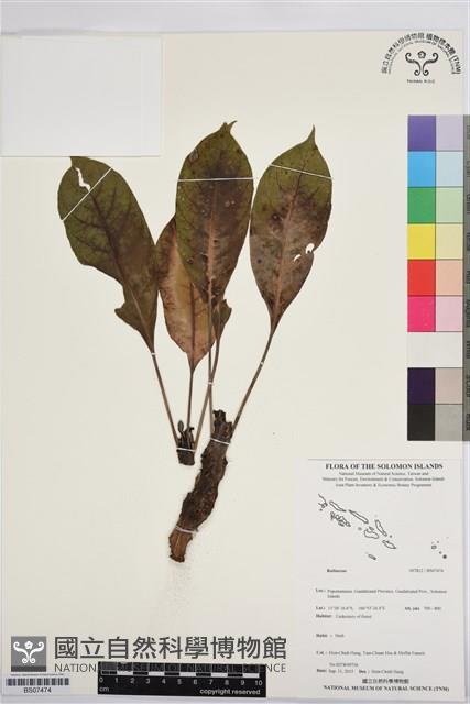 登錄號:BS07474藏品圖，第1張