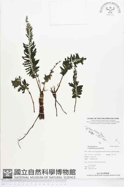 菲律賓厚葉蕨藏品圖，第1張