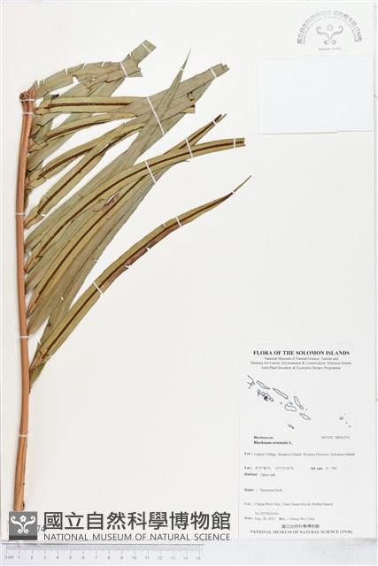 烏毛蕨藏品圖，第1張