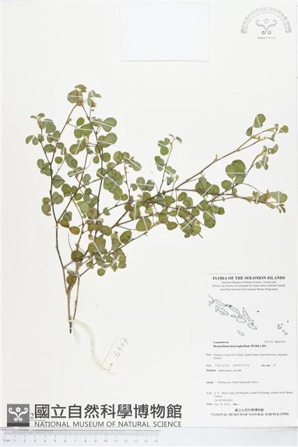 變葉山螞蝗藏品圖，第1張