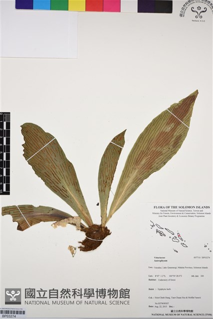 登錄號:BP03274藏品圖，第1張