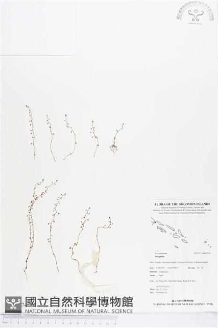 登錄號:BS03274藏品圖，第1張