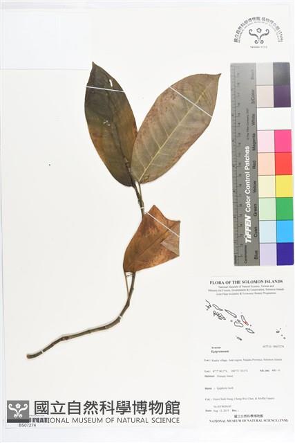 登錄號:BS07274藏品圖，第1張