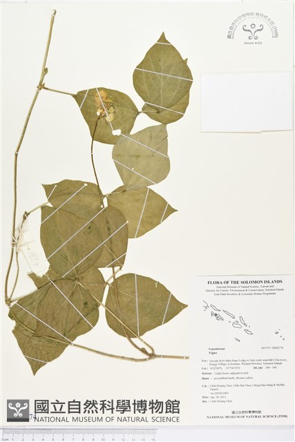 登錄號:BS02774藏品圖，第1張