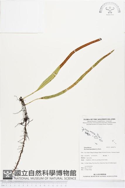 抱樹石葦藏品圖，第1張