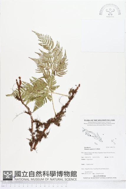 陰石蕨藏品圖，第1張