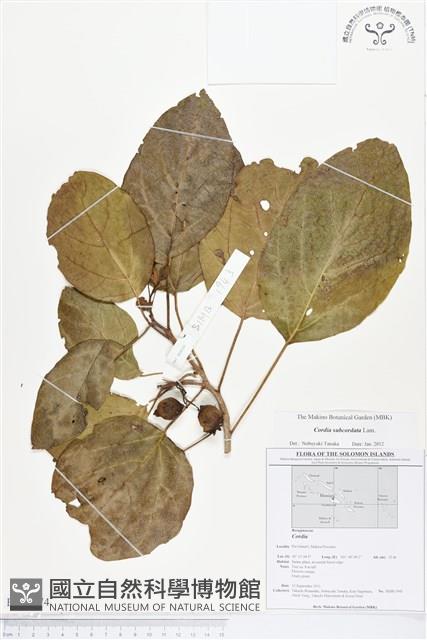 橙花破布子藏品圖，第1張