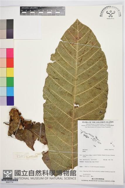 登錄號:BS07774藏品圖，第1張