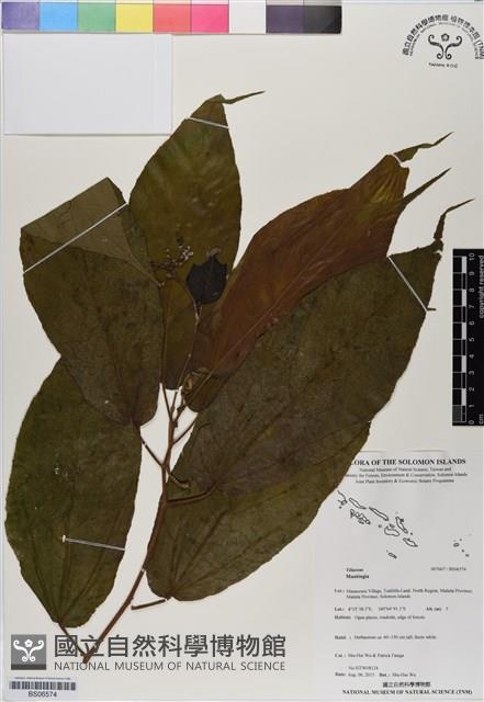 登錄號:BS06574藏品圖，第1張