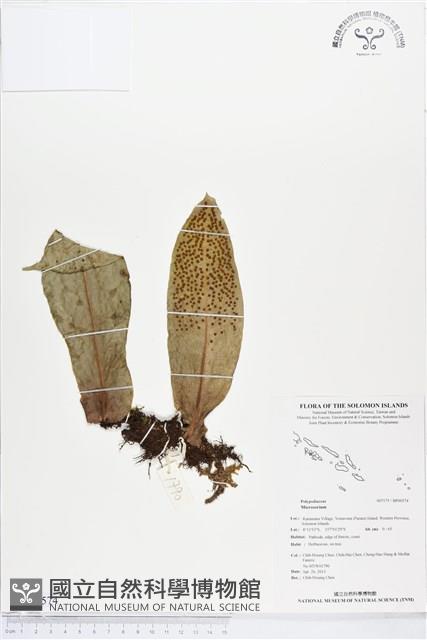 登錄號:BP00574藏品圖，第1張