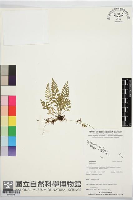 登錄號:BP03574藏品圖，第1張