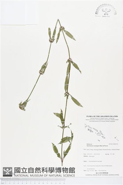 光葉鴨舌黃舅藏品圖，第1張