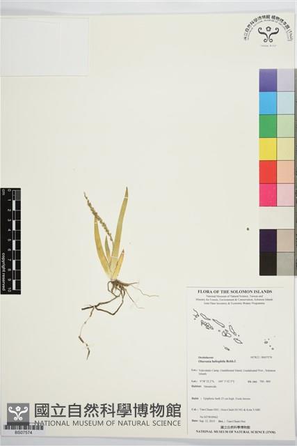 登錄號:BS07574藏品圖，第1張