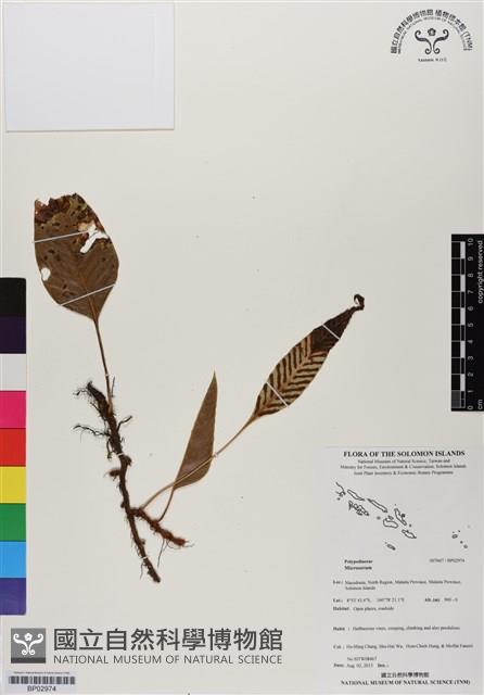 登錄號:BP02974藏品圖，第1張