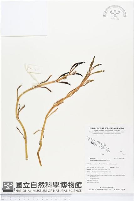 海馬齒藏品圖，第1張