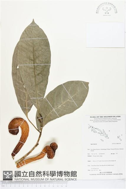 登錄號:BS04974藏品圖，第1張