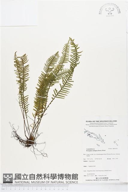 穴子蕨藏品圖，第1張