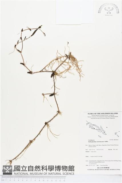 登錄號:BS03854藏品圖，第1張