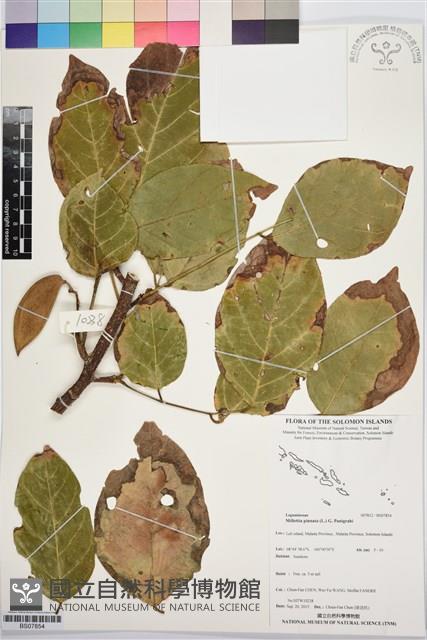 水黃皮藏品圖，第1張