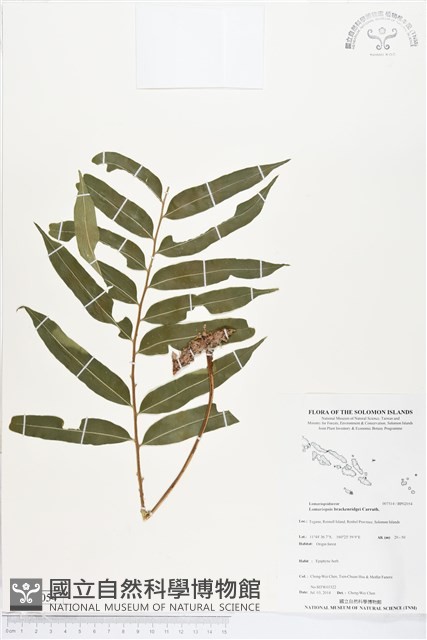 登錄號:BP02054藏品圖，第1張